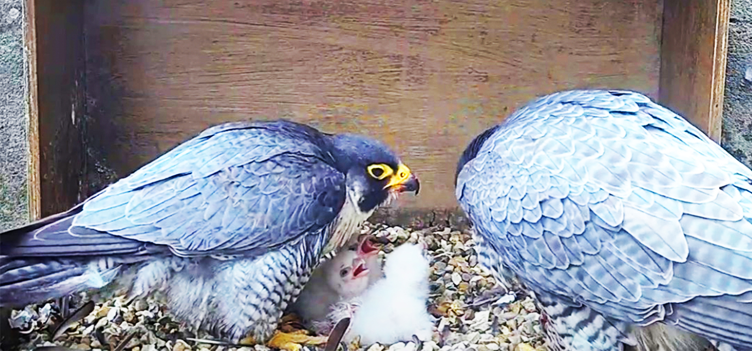 Chichester peregrine feeding chick