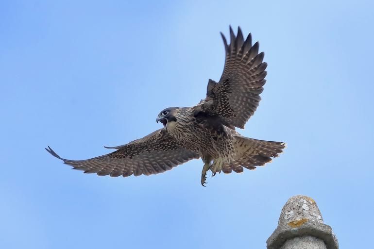 Peregrine Falcon takes flight from a Cathedral turret, it's wings spread against a light blue sky